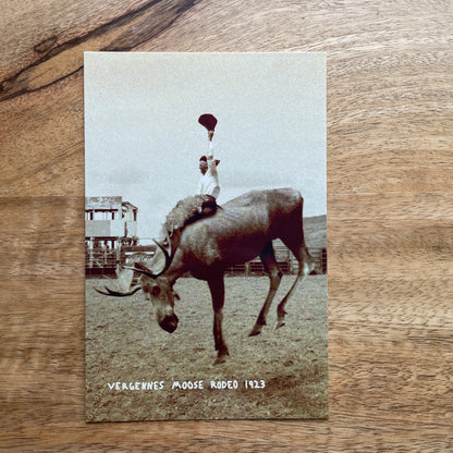 Moose Rodeo funny animal Postcard