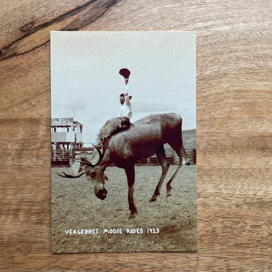Moose Rodeo funny animal Postcard