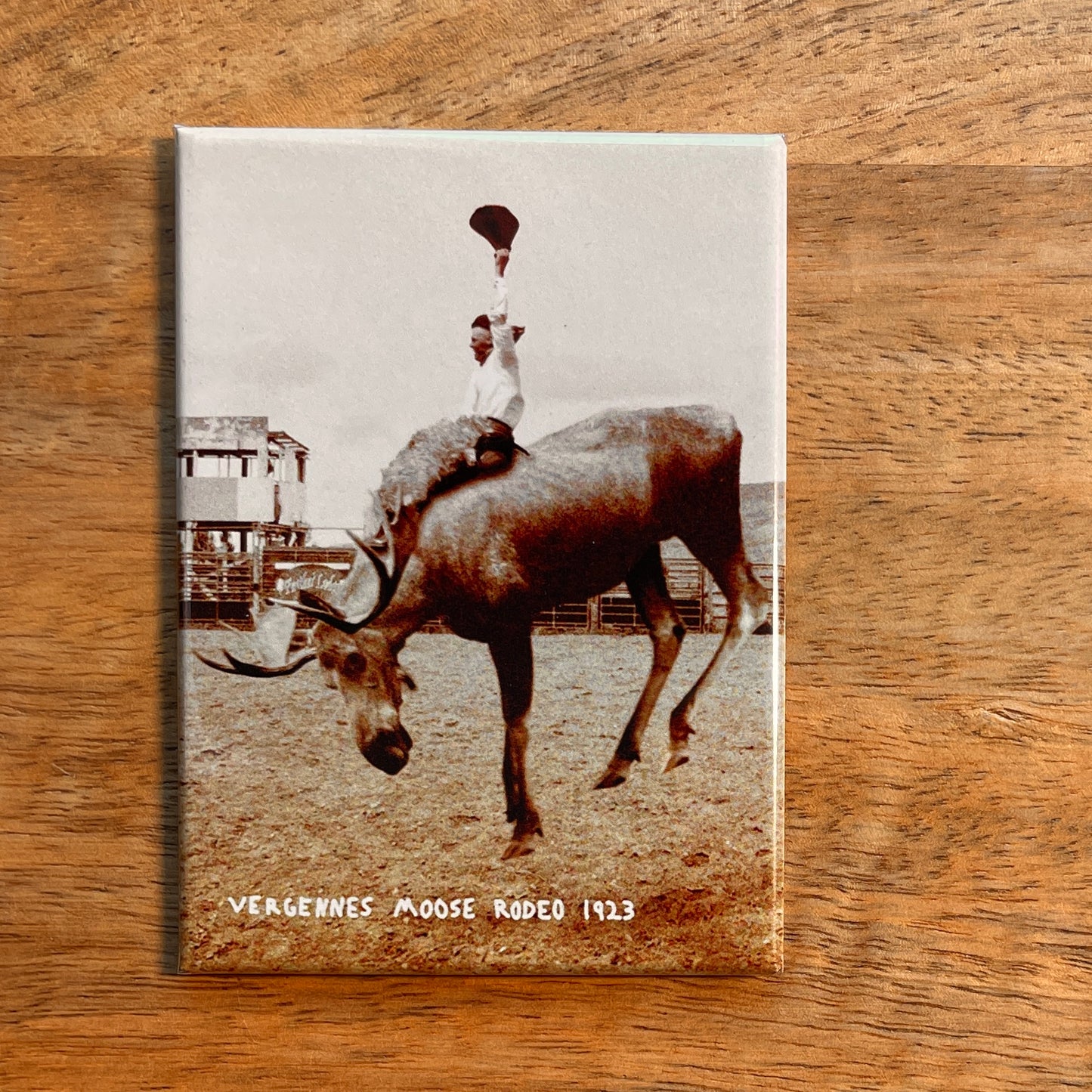 Moose Rodeo funny magnet